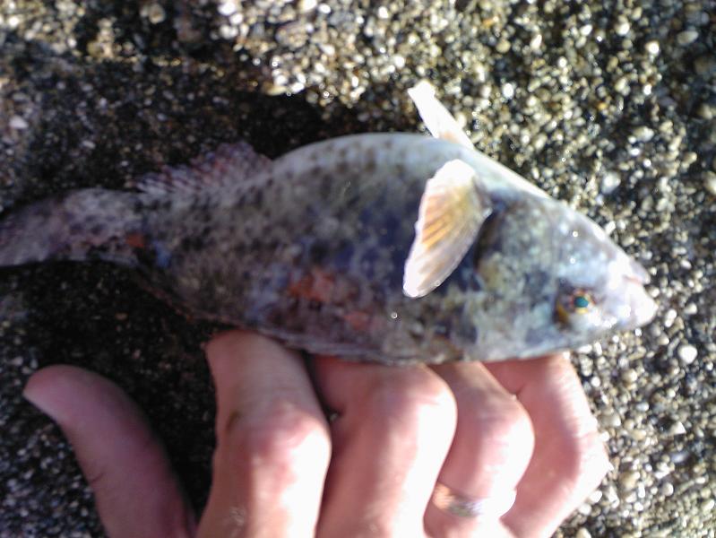 Нажмите на изображение для увеличения.
Название: Photo-0128.jpg
Просмотров: 1
Размер: 69.3 Кб
ID: 3918729