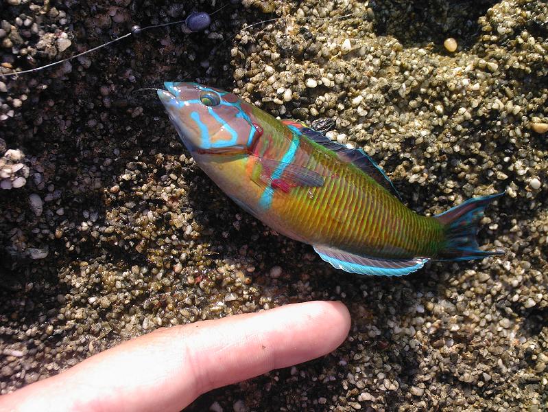 Нажмите на изображение для увеличения.
Название: Photo-0131.jpg
Просмотров: 1
Размер: 138.5 Кб
ID: 3918731