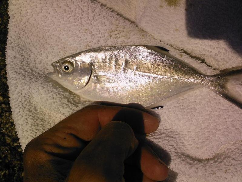 Нажмите на изображение для увеличения.
Название: Photo-0136.jpg
Просмотров: 1
Размер: 83.5 Кб
ID: 3918734