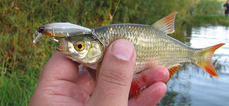 Нажмите на изображение для увеличения.
Название: Алкаш с краснопёрой.jpg
Просмотров: 1
Размер: 127.0 Кб
ID: 3919197