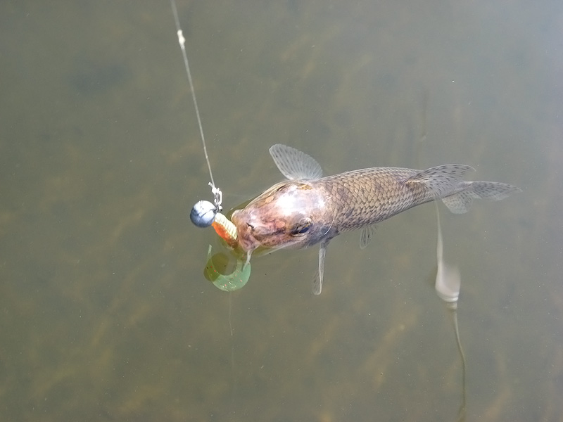 Нажмите на изображение для увеличения.
Название: Пескорыл.jpg
Просмотров: 2
Размер: 95.6 Кб
ID: 3919198