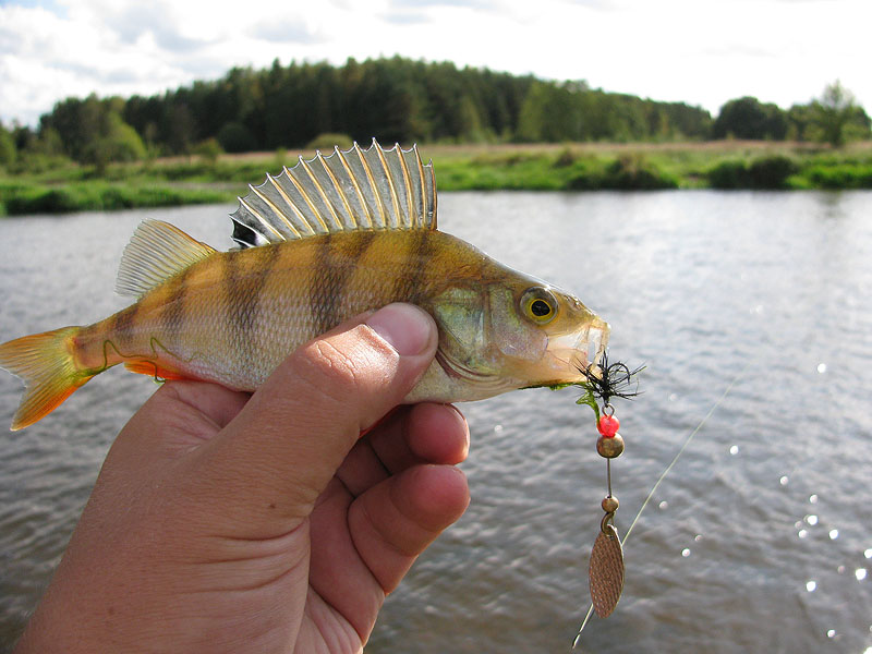Нажмите на изображение для увеличения.
Название: Дюймовка рулеззз.jpg
Просмотров: 2
Размер: 116.4 Кб
ID: 3919201