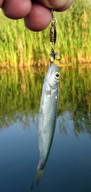 Нажмите на изображение для увеличения.
Название: Чёрный микролонг Маньяка.jpg
Просмотров: 1
Размер: 61.8 Кб
ID: 3919202