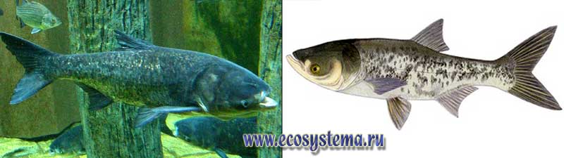 Нажмите на изображение для увеличения.  Название:	толстолобие пе&#10.jpg Просмотров:	1 Размер:	26.6 Кб ID:	3921026