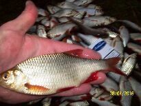 Нажмите на изображение для увеличения.
Название: 1460135584454.jpg
Просмотров: 1
Размер: 10.4 Кб
ID: 3921939