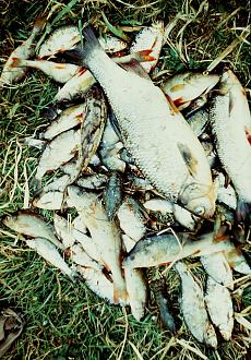 Нажмите на изображение для увеличения.
Название: ркркркр.jpg
Просмотров: 9869
Размер: 609.2 Кб
ID: 4465219