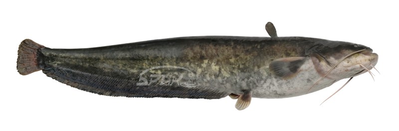 Нажмите на изображение для увеличения.
Название: сом копия.jpg
Просмотров: 694
Размер: 29.7 Кб
ID: 4522846