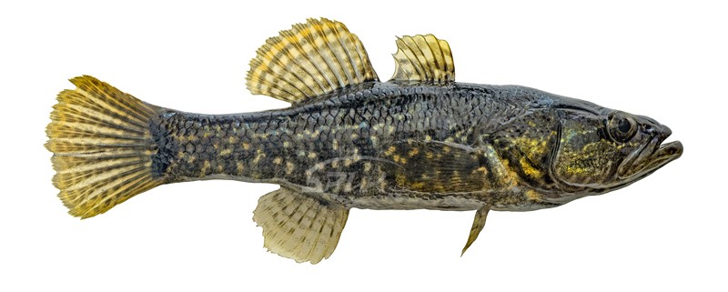 Нажмите на изображение для увеличения.
Название:	ротан копия.jpg
Просмотров:	816
Размер:	57.5 Кб
ID:	4522848