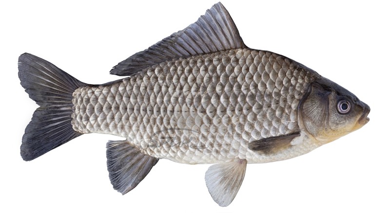 Нажмите на изображение для увеличения.
Название:	карась копия.jpg
Просмотров:	1627
Размер:	72.3 Кб
ID:	4522851