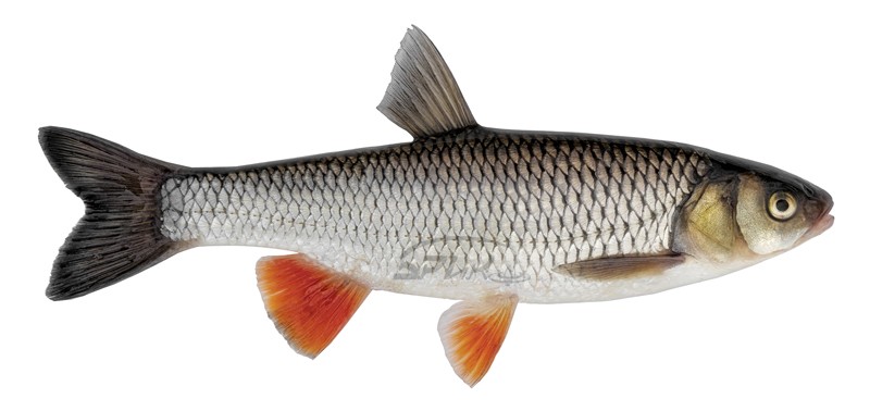 Нажмите на изображение для увеличения.
Название:	голавль копия.jpg
Просмотров:	1491
Размер:	51.1 Кб
ID:	4522856