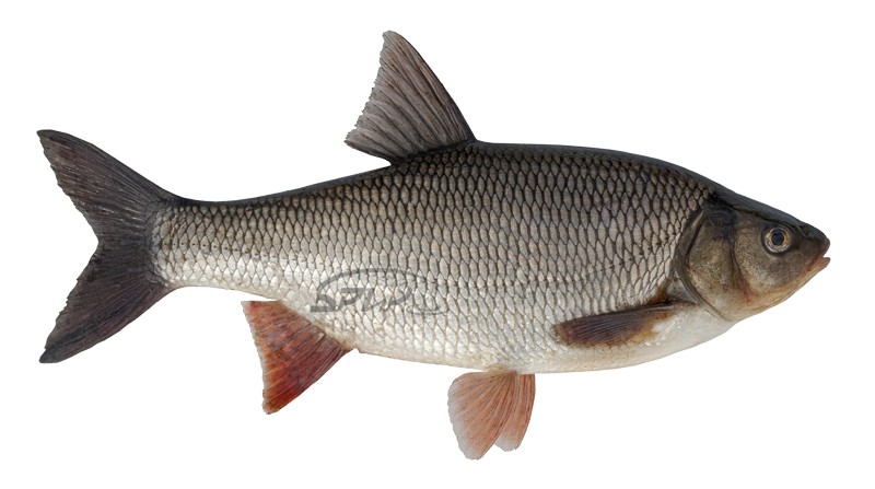 Нажмите на изображение для увеличения.
Название: язь копия.jpg
Просмотров: 99
Размер: 61.6 Кб
ID: 4522858