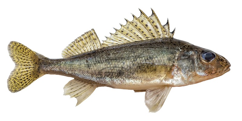 Нажмите на изображение для увеличения.
Название: ерш обыкновенный копия.jpg
Просмотров: 119
Размер: 71.1 Кб
ID: 4522859