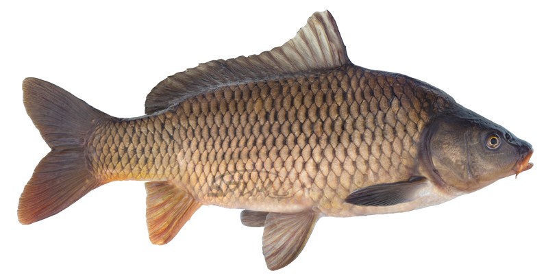 Нажмите на изображение для увеличения.
Название: карп копия.jpg
Просмотров: 479
Размер: 61.2 Кб
ID: 4522860