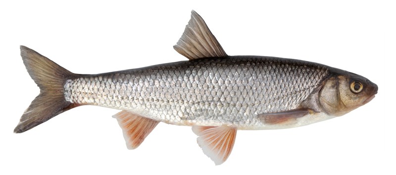 Нажмите на изображение для увеличения.
Название: елец копия.jpg
Просмотров: 223
Размер: 47.7 Кб
ID: 4522861