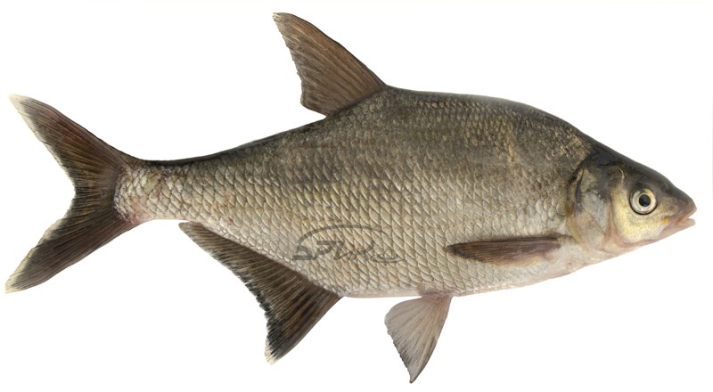 Нажмите на изображение для увеличения.
Название: лещ копия.jpg
Просмотров: 524
Размер: 60.1 Кб
ID: 4522963