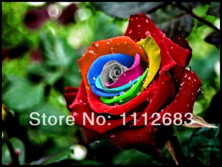 Нажмите на изображение для увеличения.

Название:	Mystic-Rainbow-Rose-Bush-Flower-Seeds-200-Stratisfied-Seeds-Free-Shipping-bonsai-garden-supply.jpg
Просмотров:	1
Размер:	28.8 Кб
ID:	3728355