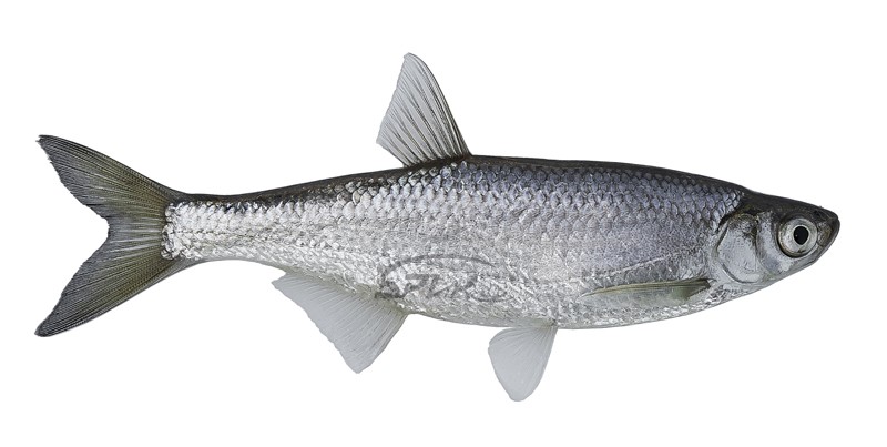 Нажмите на изображение для увеличения.
Название: image_590381.jpg
Просмотров: 4159
Размер: 53.1 Кб
ID: 4522841